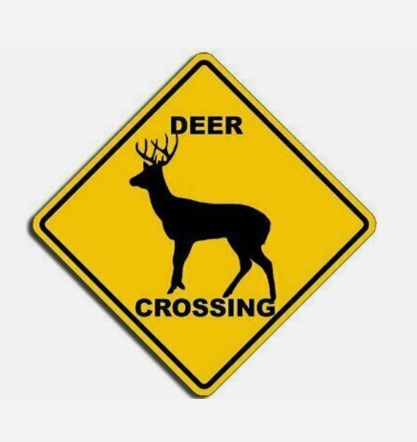 Deer Crossing